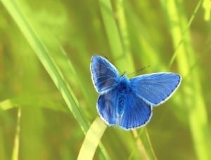 butterfly, 4 mindset shift, transformation, change