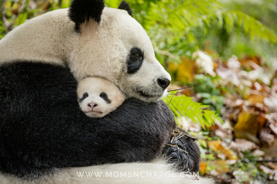 Born in China save pandas